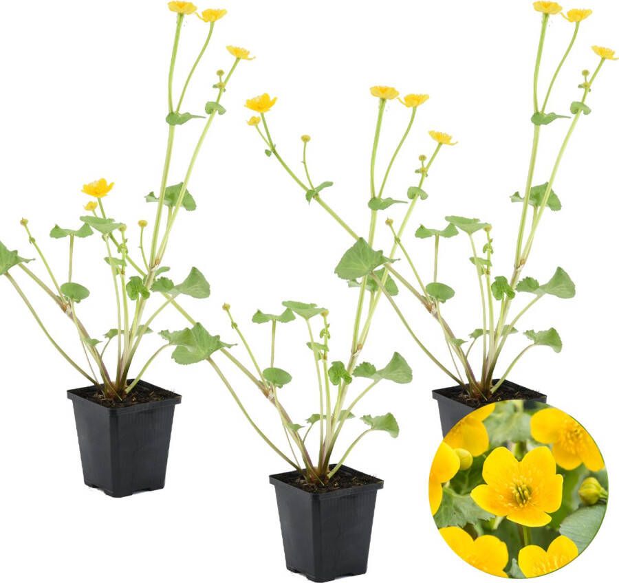 Bloomique 3x Caltha Palustris – Dotterbloem – Onderhoudsvriendelijk – Zone 1-2 – ⌀09cm 15-25 cm