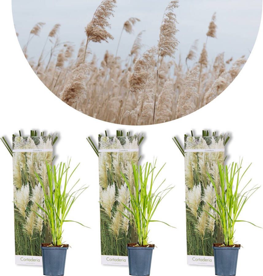 Bloomique 3x Cortaderia selloana – Pampasgras – Siergrassen – Winterhard – ⌀10 5 cm 20-25 cm