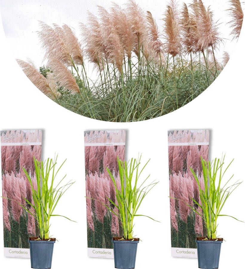 Bloomique 3x Cortaderia selloana 'Rosea' – Pampasgras – Siergrassen – Winterhard – ⌀10 5 cm 20-25 cm