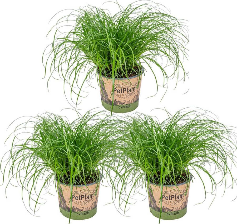 Bloomique Cyperus 'Zumula' Kattengras Set van 3 Kamerplant Huisdiervriendelijke plant voor binnen ⌀12 cm 20-25 cm