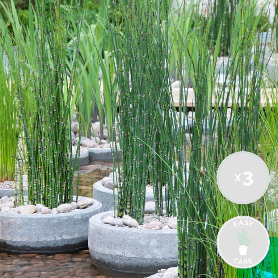 Bloomique 3x Equisetum Japonicum – Japanse Holpijp – Vijverplant – Onderhoudsvriendelijk – ⌀9 Cm ↕20-30 Cm