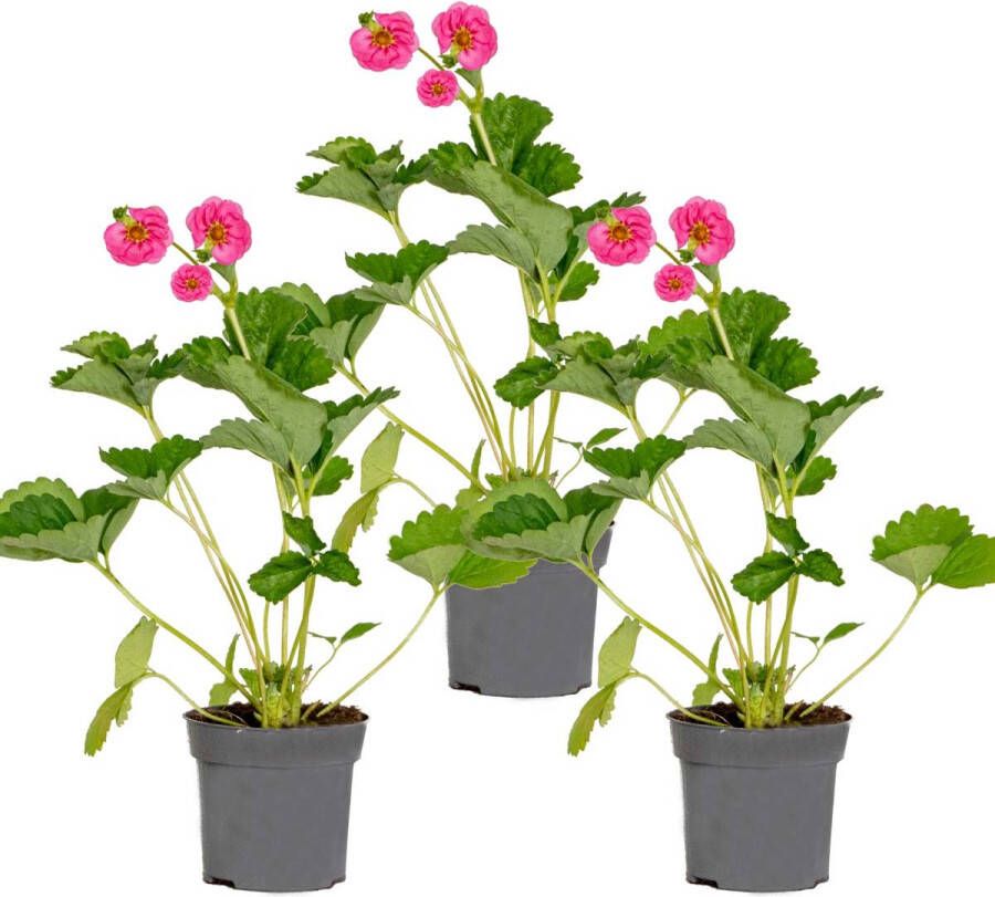 Bloomique 3x Fragaria ' Pink Summer Breeze' – Aardbeienstruik – Onderhoudsvriendelijk – ⌀10 5 cm 15-20 cm