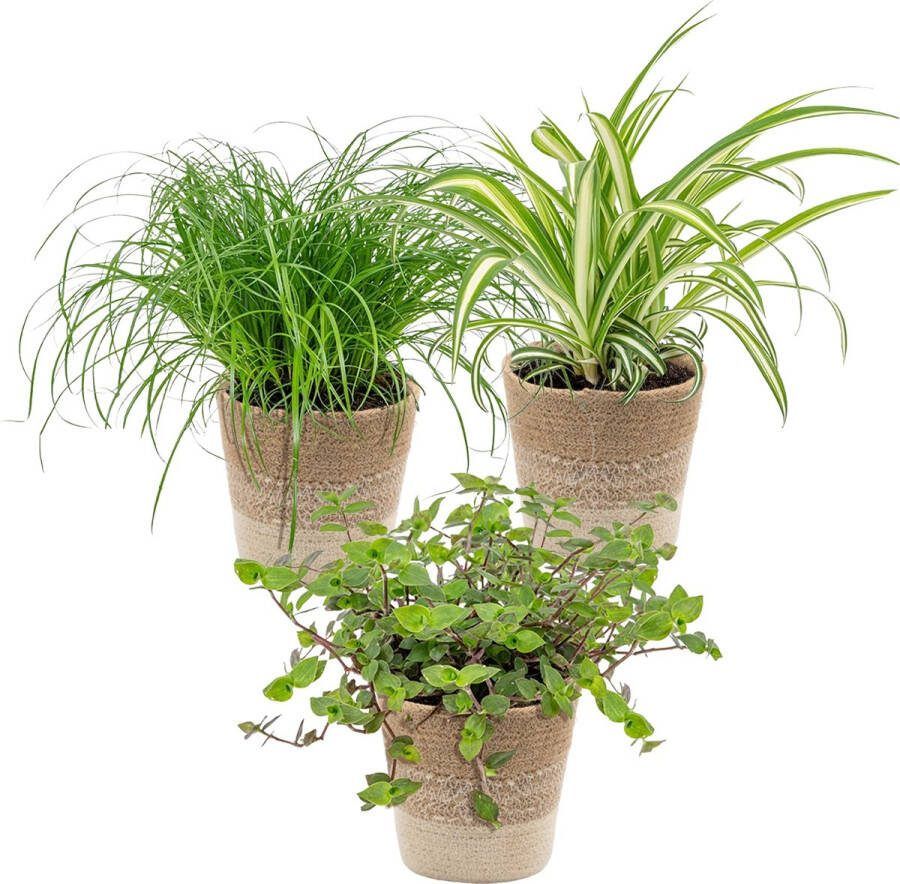 Bloomique 3x Huisdiervriendelijk Mix Incl. Jute Mand Huisdiervriendelijk ⌀12 cm -15-25 cm