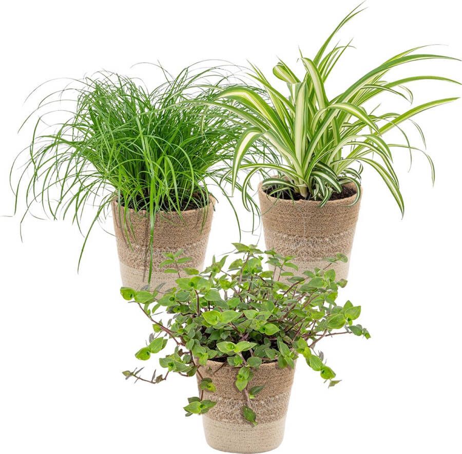 Bloomique 3x Huisdiervriendelijk Mix Incl. Jute Mand Huisdiervriendelijk ⌀12 cm -15-25 cm