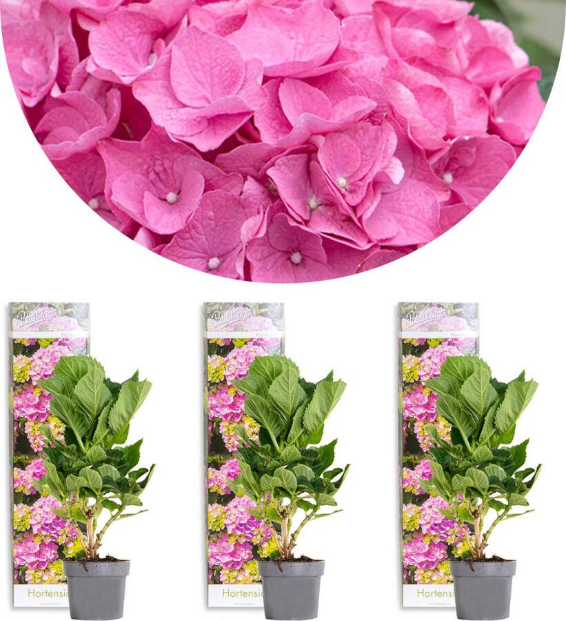 Bloomique 3x Hydrangea macrophylla 'Early Pink' – Hortensia – Heester Winterhard ⌀10 5 cm 20-25 cm