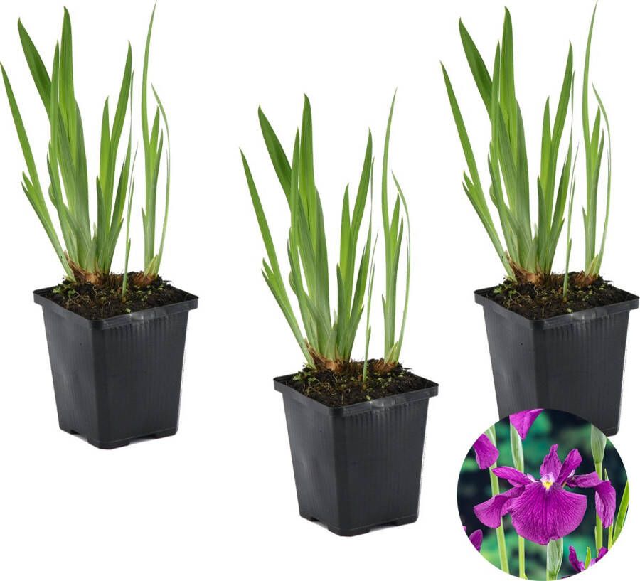 Bloomique 3x Iris 'Kaempferi' – Japanse Iris – Vijverplant –Winterhard – ⌀9 cm 20-30 cm