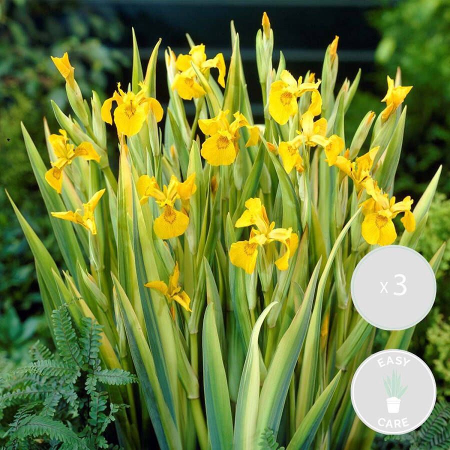 Bloomique 3x Iris 'Pseudacorus' – Gele Lis – Vijverplant – Onderhoudsvriendelijk – Zone 2-3 – ⌀9cm 20-30cm