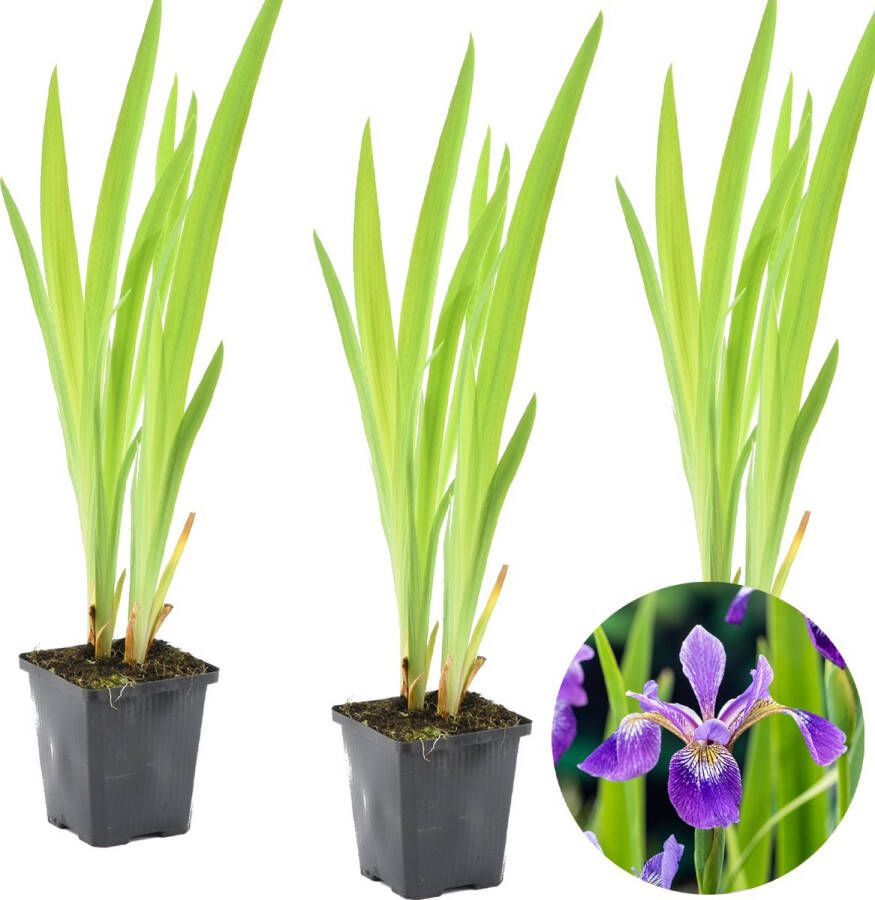 Bloomique 3x Iris 'Versicolor' – Wilde Iris – Vijverplant –Winterhard – ⌀9 cm 20-30 cm