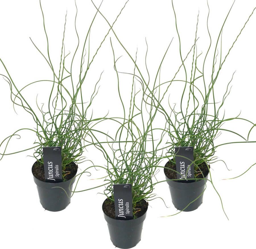 Bloomique 3x Juncus Spiralis – Kurkentrekkersgras – Onderhoudsvriendelijk – Zone 1 2 – ⌀9cm ↕30-40 Cm