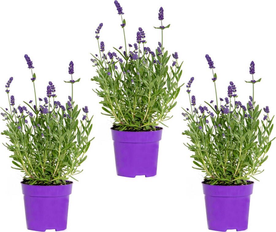 Bloomique 3x Lavandula angustifolia 'Ardèche Blue' – Lavendel – Heester – Winterhard – ⌀10 5 cm 10-15 cm