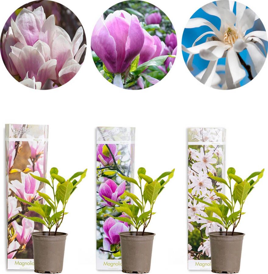 Bloomique 3x Magnolia Mix – Beverboom – Struik – Onderhoudsvriendelijk – ⌀09 cm 20-25 cm