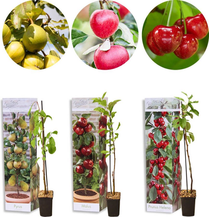 Bloomique 3x Mini Fruit Mix – Fruitbomen – Onderhoudsvriendelijk – ⌀9 cm 30-35 cm
