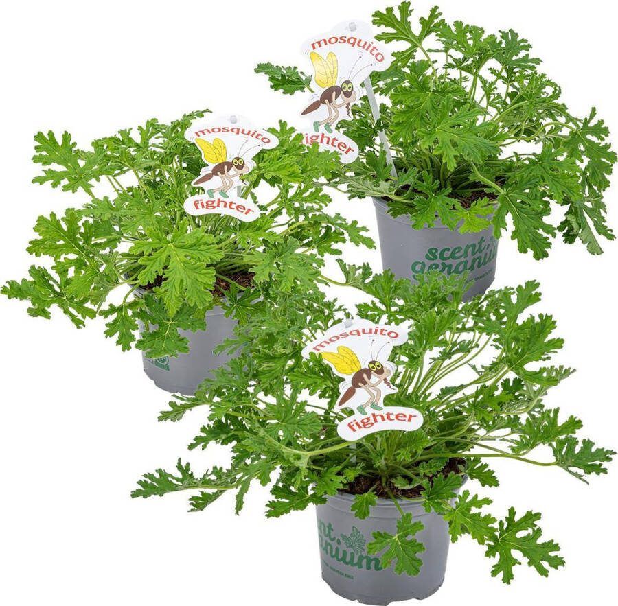 Bloomique 3x Pelargonium Graveolens – Citroengeranium – Anti-muggen Geurend ⌀10 5 cm 15-20 cm