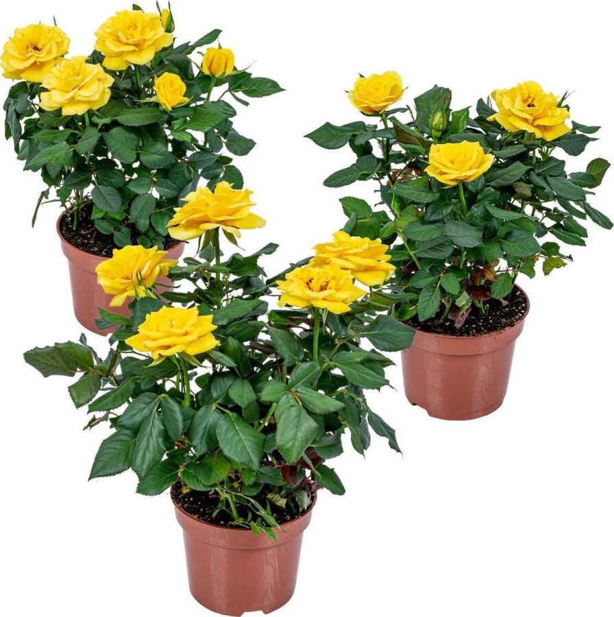 Bloomique 3x Rosa bling Shining Star– Potroos Geel– Terras- & kamerplant –Onderhoudsvriendelijk –⌀12cm–20-30cm