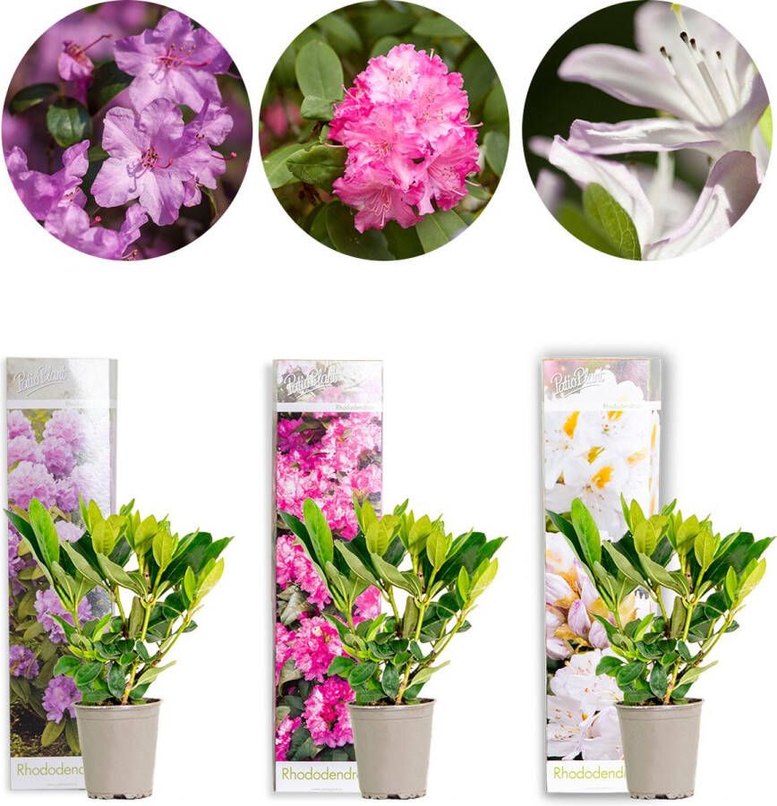 Bloomique 3x Rhododendron Mix – Rhododendron – Struik – Groenblijvend – ⌀09 cm 15-20 cm