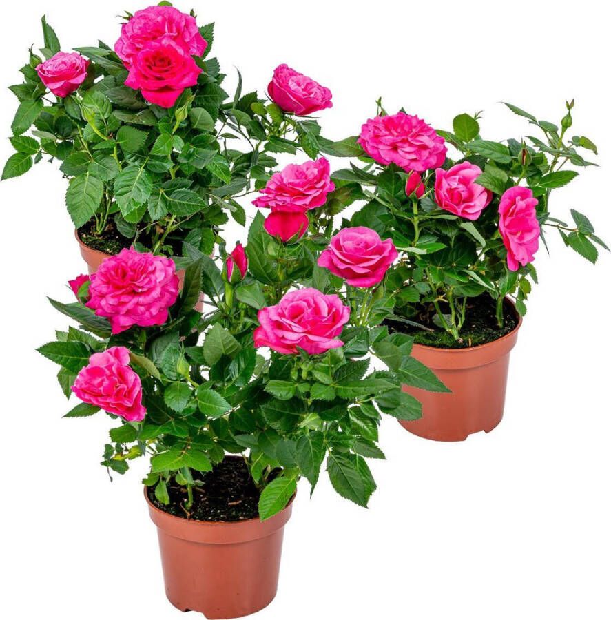 Bloomique 3x Rosa bling Amor Star– Potroos Roze– Terras- & kamerplant – Onderhoudsvriendelijk–⌀12cm – 20-30cm