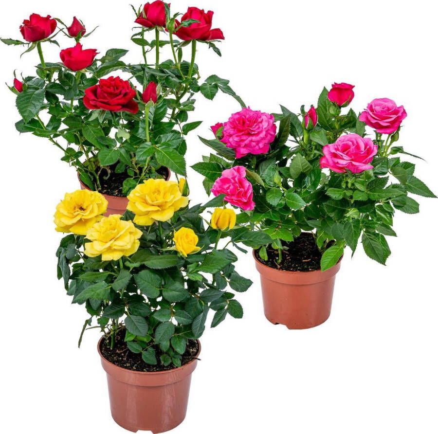 Bloomique 3x Rosa Bling Mix– Potroos Mix – Terras- & kamerplant – Onderhoudsvriendelijk – ⌀12cm–20-30cm