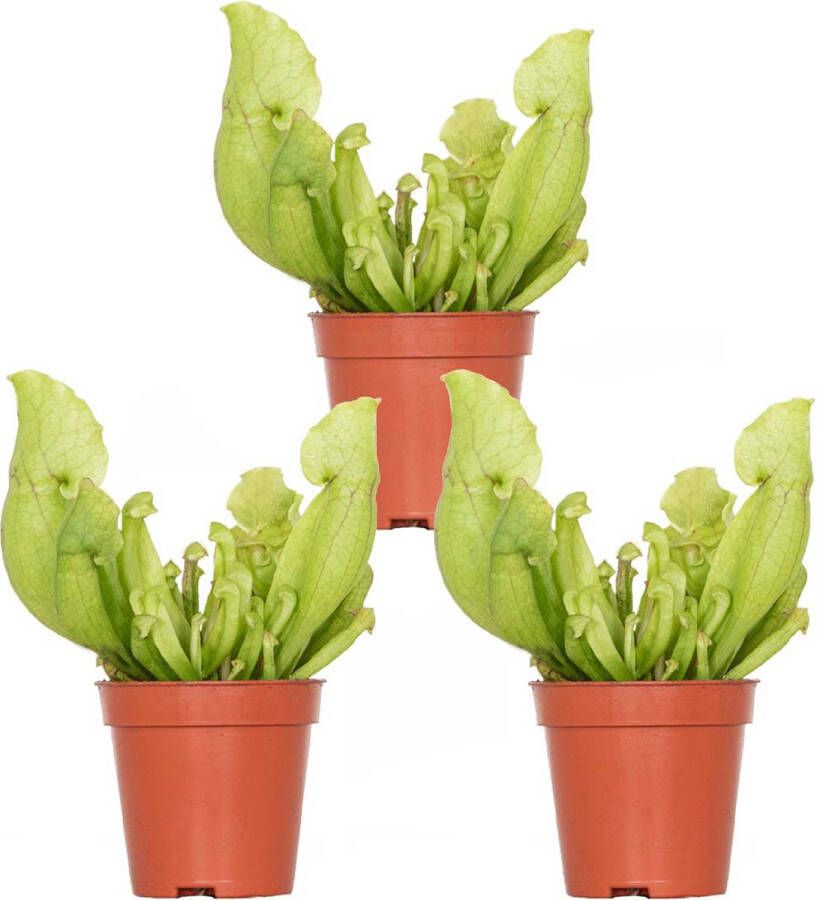 Bloomique 3x Sarracenia 'Juthatip Soper' – Vleesetende plant – Onderhoudsvriendelijk –⌀6 cm–05-10cm