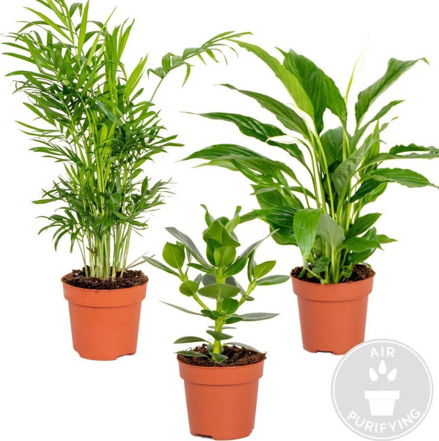 Bloomique Slaapkamerplanten Mix Met Spathiphyllum Clusia & Chamaedorea Set van 3 Kamerplant Luchtzuiverende plant voor binnen ⌀12 cm