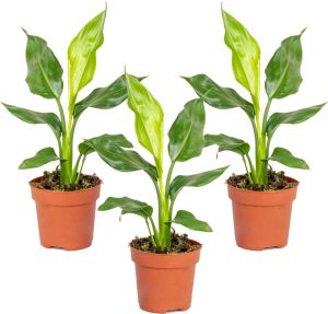 Bloomique 3x Strelitzia Reginae Paradijsvogelplant Potplant Groenblijvend ⌀12 cm 30-40 cm
