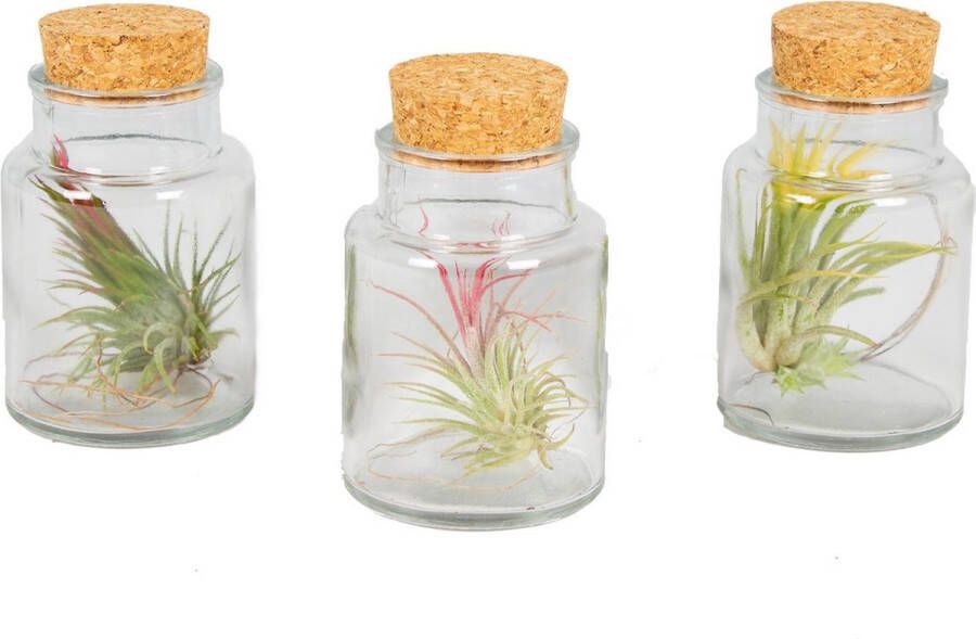 Bloomique 3x Tillandsia in glas – Luchtplantjes – Kamerplant – Onderhoudsvriendelijk ⌀7 cm 12 cm