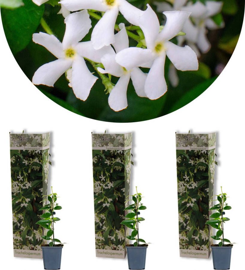 Bloomique 3x Trachelospermum Jasminoides – Toscaanse Jasmijn – Klimplant – Winterhard ⌀9 cm 15-20 cm