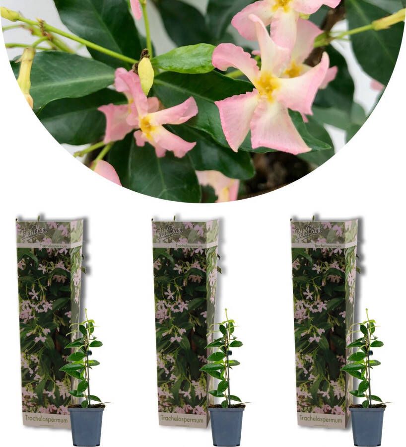 Bloomique 3x Trachelospermum 'Pink Showers' – Toscaanse Jasmijn – Klimplant – Winterhard ⌀9 cm 15-20 cm