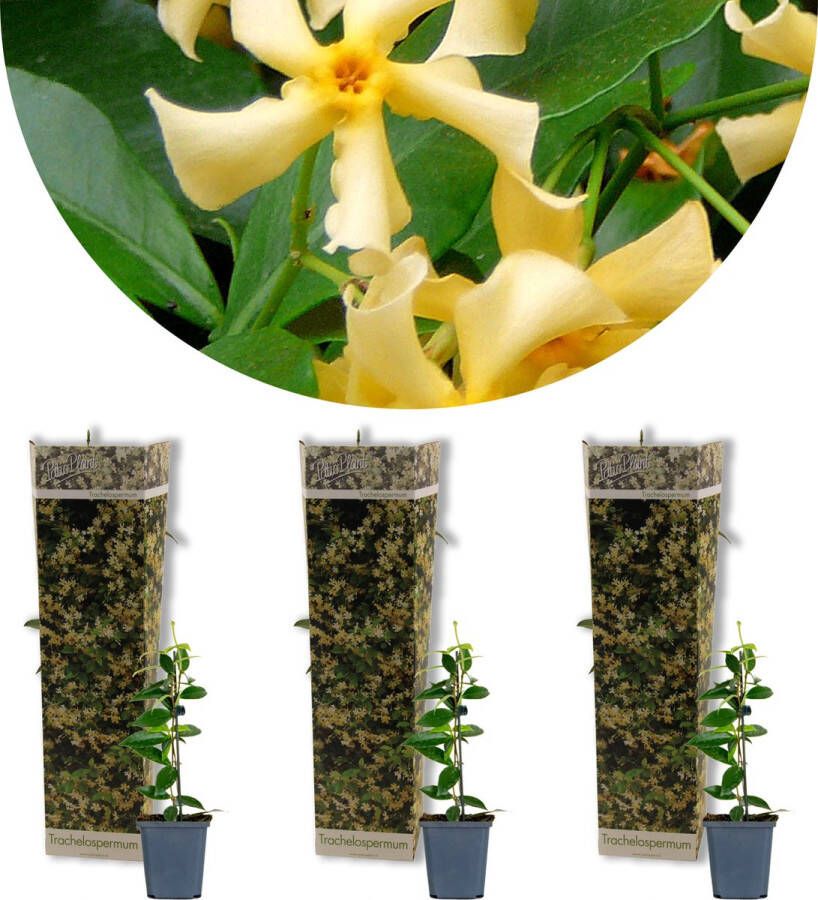Bloomique 3x Trachelospermum Star of Toscany – Toscaanse Jasmijn – Klimplant – Winterhard ⌀9 cm 15-20 cm