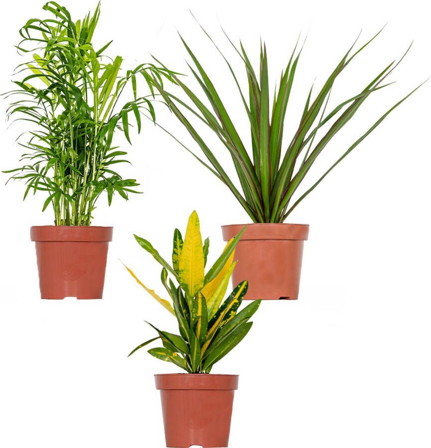 Bloomique 3x Tropische kamerplanten mix – Dracaena-Chamaedorea-Codiaeum – Luchtzuiverend – ⌀12 cm 25-40 cm