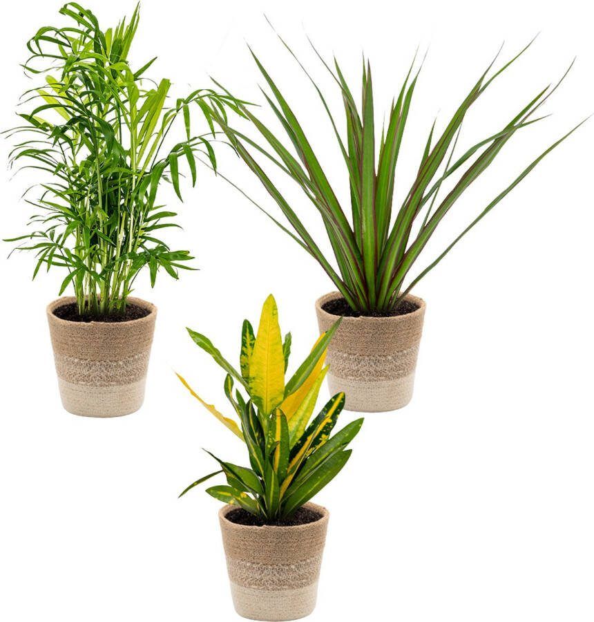 Bloomique 3x Tropische kamerplanten mix Incl. Jute mand – Luchtzuiverend – ⌀12 cm 25-40 cm