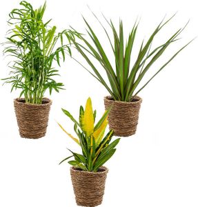 Bloomique 3x Tropische kamerplanten mix Incl. Zeegras Mand – Luchtzuiverend – ⌀12 cm 25-40 cm