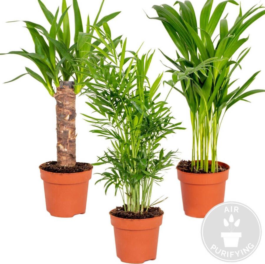 Bloomique 3x Tropische Palmen Mix – Dypsis-Chamaedorea-Yucca – Onderhoudsvriendelijk ⌀12 cm 20-45 cm