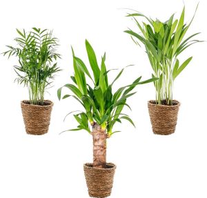 Bloomique 3x Tropische Palmen Mix Incl. Zeegras Mand – Onderhoudsvriendelijk ⌀12 cm 20-45 cm