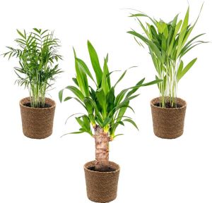Bloomique 3x Tropische Palmen Mix Incl. Zeegras Mand – Onderhoudsvriendelijk ⌀12 cm 20-45 cm