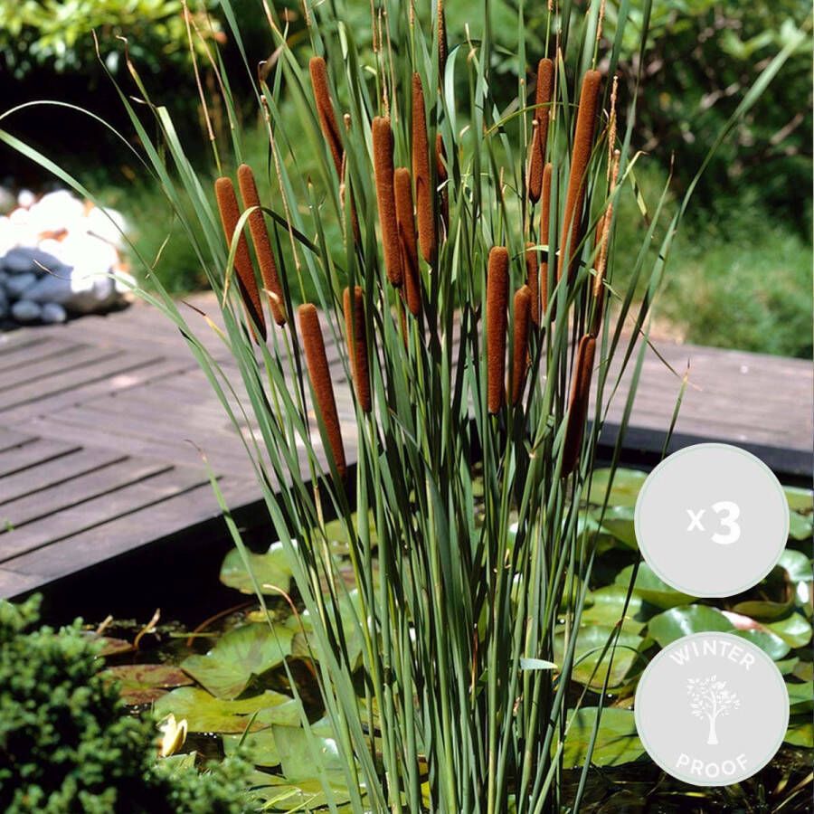 Bloomique Kleine Lisdodde | Typha 'Angustifolia' 3x Vijverplant in kwekerspot ⌀9 cm ↕15 cm