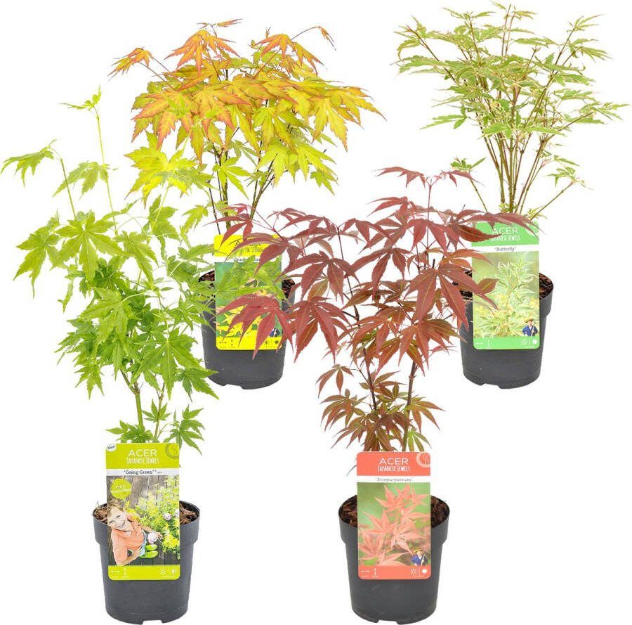 Bloomique 4x Acer Mix Japanse Esdoorn Orange Dream Going Green Butterfly Atropurpureum ⌀10.5 cm 25-30 cm
