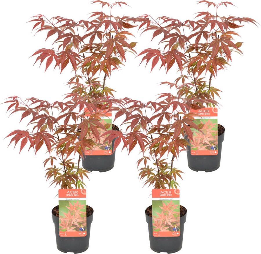 Bloomique 4x Acer Palmatum 'atropurpureum' Japanse Esdoorn Heester Winterhard ⌀10 5 Cm ↕25-30 Cm