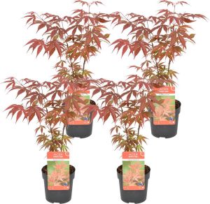 Bloomique 4x Acer palmatum 'Atropurpureum' Japanse Esdoorn Heester Winterhard ⌀10 5 cm 25-30 cm