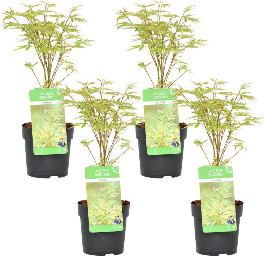 Bloomique 4x Acer palmatum 'Butterfly' – Japanse Esdoorn – Heester – Winterhard ⌀10 5 cm 25-30 cm