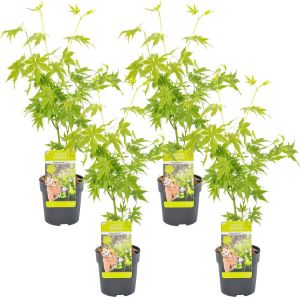 Bloomique 4x Acer palmatum 'Going Green' – Japanse Esdoorn – Heester – Winterhard ⌀10 5 cm 25-30 cm