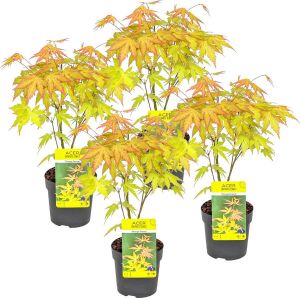 Bloomique 4x Acer palmatum 'Orange Dream' Japanse Esdoorn Heester Winterhard ⌀10 5 cm 25-30 cm