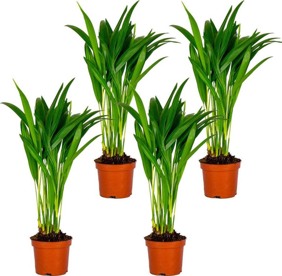 Bloomique 4x Dypsis Lutescens Goudpalm Kamerplant Onderhoudsvriendelijk ⌀10 5 cm 25-30 cm