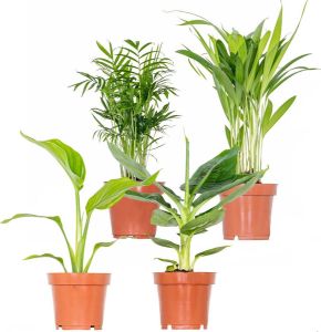 Bloomique 4x Hippe Kamerplanten Mix – Chamaedorea-Dypsis-Musa-Strelitzia – Luchtzuiverend – ⌀12 cm 20-45 cm