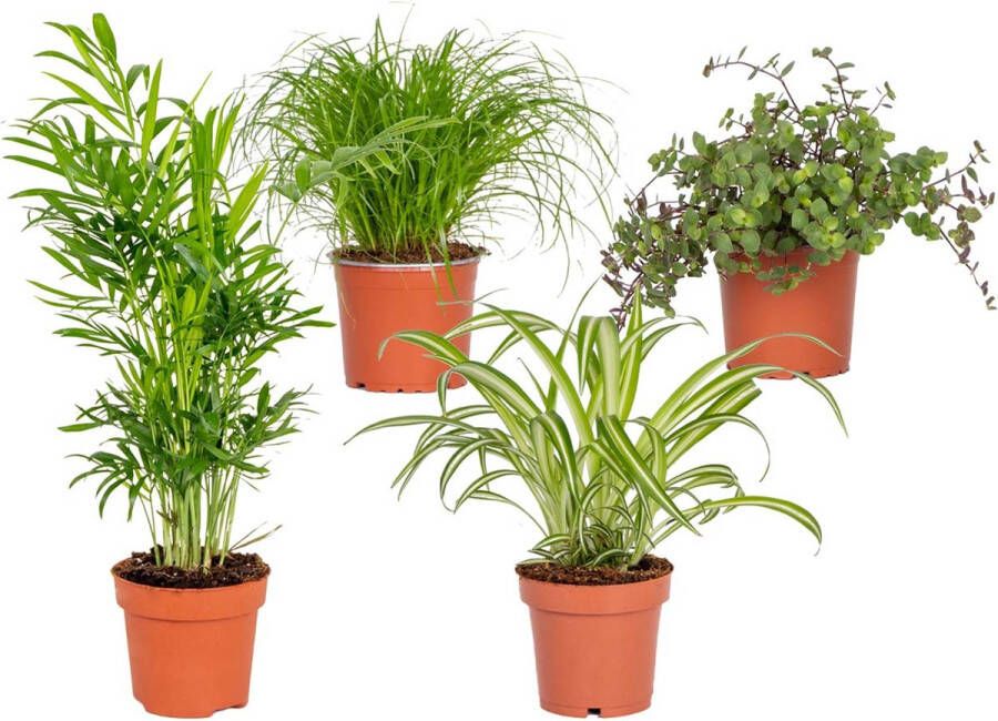 Bloomique Huisdiervriendelijk Mix Met Cyperus Chlorophytum Chamaedorea & Callisia Set van 4 Kamerplant Plant voor binnen ⌀12 cm