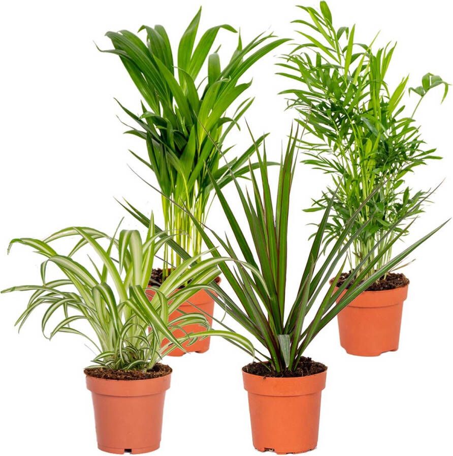 Bloomique 4x Luchtzuiverende Mix- Dracaena-Dypsis-Chamaedorea-Chlorophytum Kamerplant ⌀12 cm 25-45cm