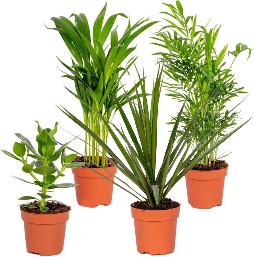 Bloomique 4x Onderhoudsvriendelijk Mix – Dracaena-Dypsis-Clusia-Chamaedorea Kamerplant ⌀12 cm 25-45 cm