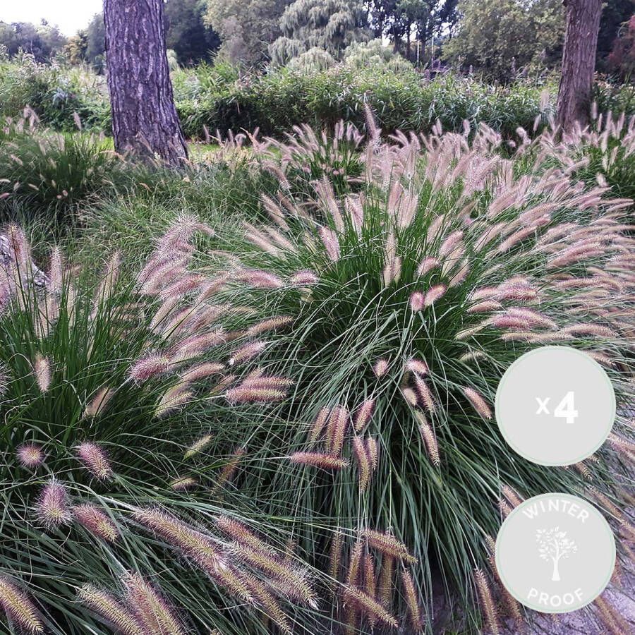 Bloomique Pennisetum 'Hameln' | Lampepoetsersgras per 4 stuks Buitenplant in kwekerspot ⌀13 cm ↕30 cm