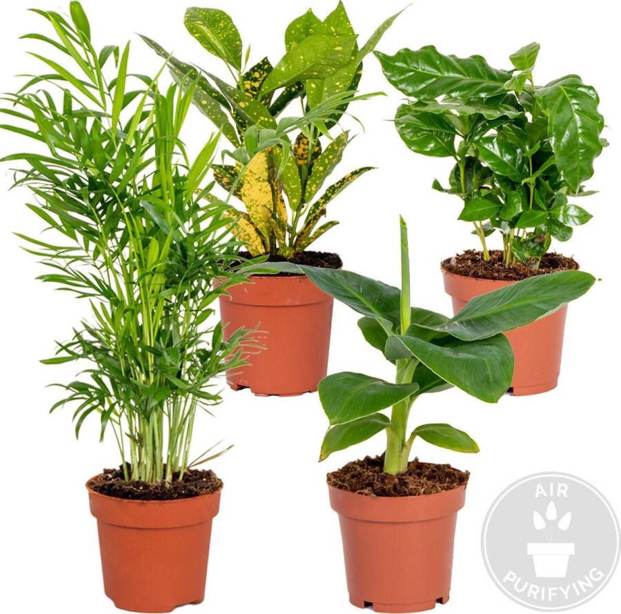Bloomique 4x Tropische kamerplanten mix – Musa-Chamaedorea-Codiaeum-Coffea – Luchtzuiverend – ⌀12cm-25-40cm
