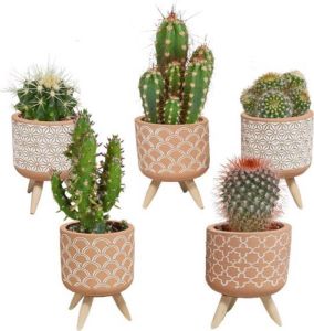 Bloomique 5x Cactus Mix Kamerplant Meerdere kleuren Terracotta betonpot op 3 pootjes ⌀5 cm ↕5-10 cm