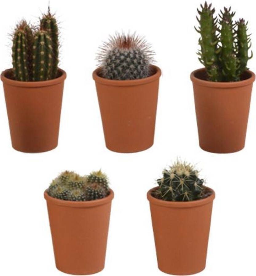 Bloomique 5x Cactus Mix Kamerplant Terracotta Pot ⌀ 5 cm ↕5-10 cm